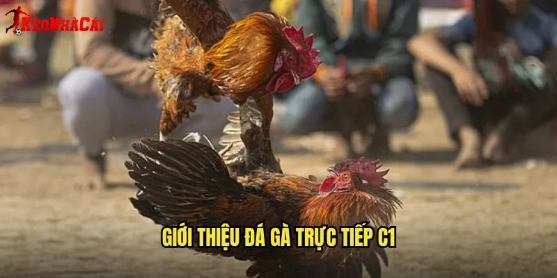 Đá Gà Trực Tiếp C1 - Sân Chơi Đỉnh Cao Tại Kèo Nhà Cái 1 Giới Thiệu Đá Gà Trực Tiếp C1