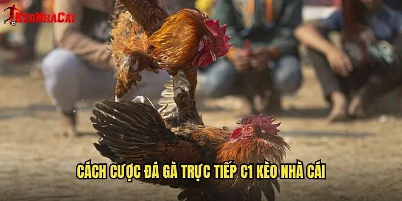 Đá Gà Trực Tiếp C1 - Sân Chơi Đỉnh Cao Tại Kèo Nhà Cái 2 Cách Cược Đá Gà Trực Tiếp C1 Kèo Nhà Cái