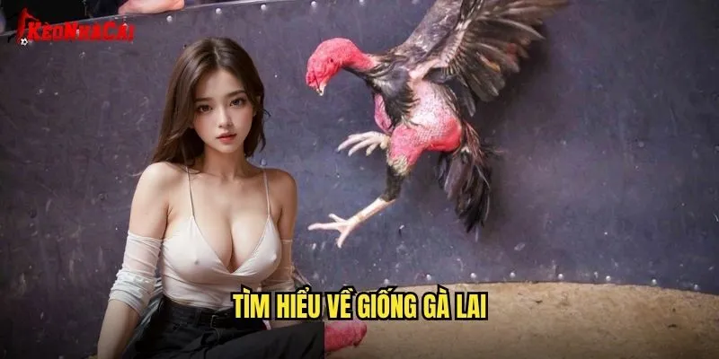 Đá Gà Lai Ưu Việt - Phân Tích Từ Kèo Nhà Cái 1 Tìm Hiểu Về Giống Gà Lai
