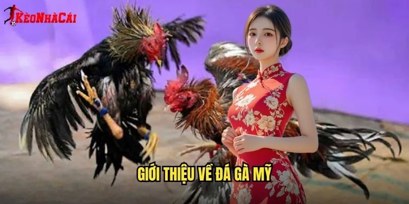 Đá Gà Mỹ Chuyên Nghiệp - Sân Chơi Kèo Nhà Cái 1 Giới Thiệu Về Đá Gà Mỹ