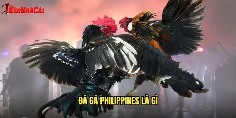 Đá Gà Philippines Đẳng Cấp - Trải Nghiệm Kèo Nhà Cái 1 Đá Gà Philippines Là Gì