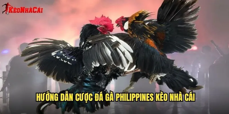Đá Gà Philippines Đẳng Cấp - Trải Nghiệm Kèo Nhà Cái 2 Hướng Dẫn Cược Đá Gà Philippines Kèo Nhà Cái