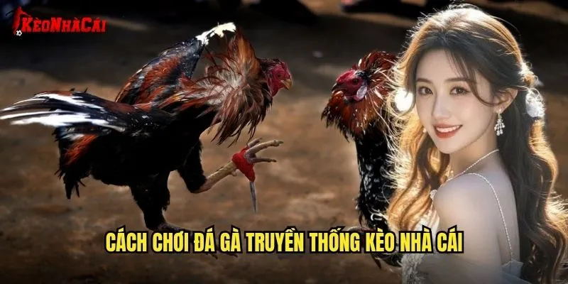 Đá Gà Truyền Thống Việt Nam - Bản Sắc Tại Kèo Nhà Cái 2 Cách Chơi Đá Gà Truyền Thống Kèo Nhà Cái