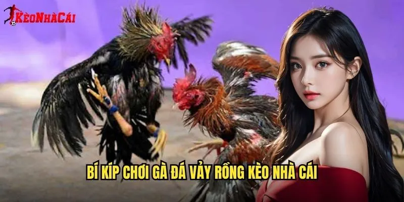 Bí Kíp Chơi Gà Đá Vảy Rồng Kèo Nhà Cái