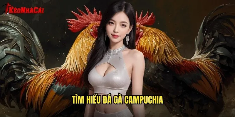 Tìm Hiểu Đá Gà Campuchia