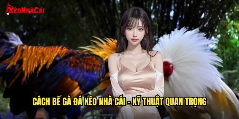 Cách Bế Gà Đá Kèo Nhà Cái - Kiến Thức Cơ Bản Cho Người Chơi 1 Cách bế gà đá kèo nhà cái - Kỹ thuật quan trọng