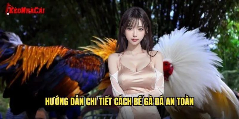 Cách Bế Gà Đá Kèo Nhà Cái - Kiến Thức Cơ Bản Cho Người Chơi 2 Hướng dẫn chi tiết cách bế gà đá an toàn