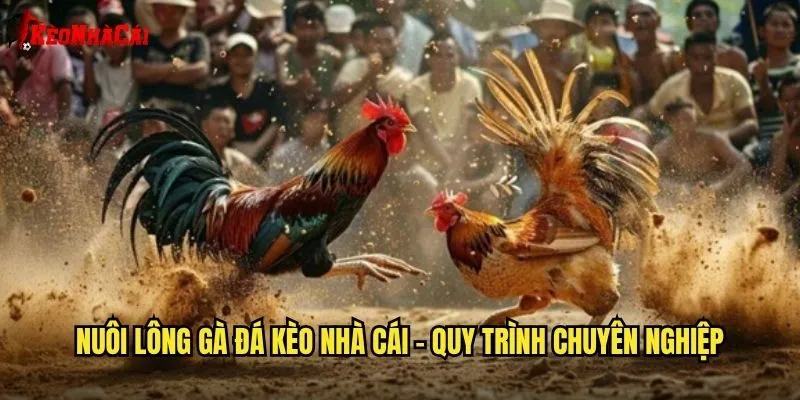 Nuôi Lông Gà Đá Kèo Nhà Cái - Kiến Thức Chăm Sóc Gà Chiến 1 Nuôi lông gà đá kèo nhà cái - Quy trình chuyên nghiệp
