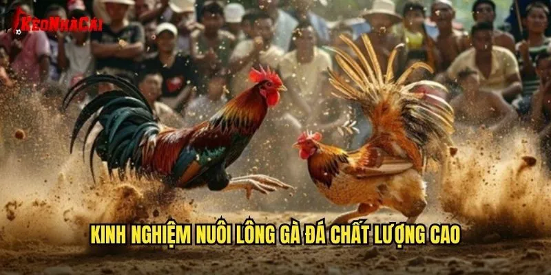 Nuôi Lông Gà Đá Kèo Nhà Cái - Kiến Thức Chăm Sóc Gà Chiến 2 Kinh nghiệm nuôi lông gà đá chất lượng cao