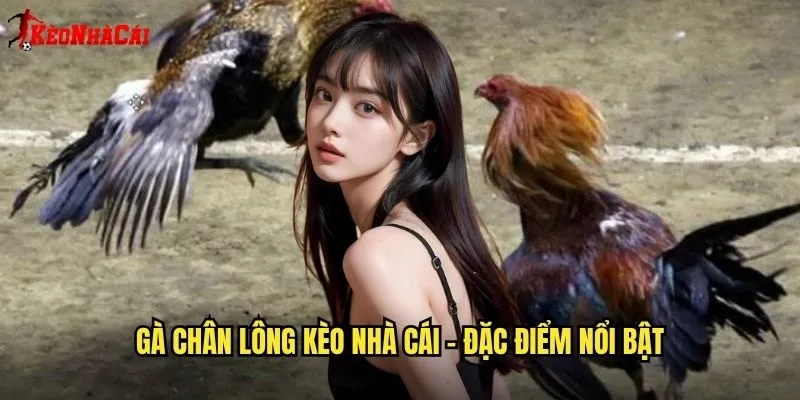 Gà Chân Lông Kèo Nhà Cái - Phân Tích Giống Gà Đặc Biệt 1 Gà chân lông kèo nhà cái - Đặc điểm nổi bật