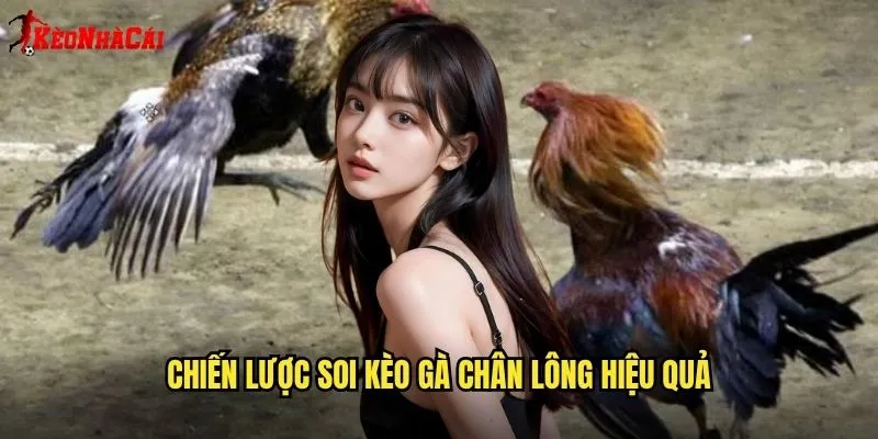 Gà Chân Lông Kèo Nhà Cái - Phân Tích Giống Gà Đặc Biệt 2 Chiến lược soi kèo gà chân lông hiệu quả